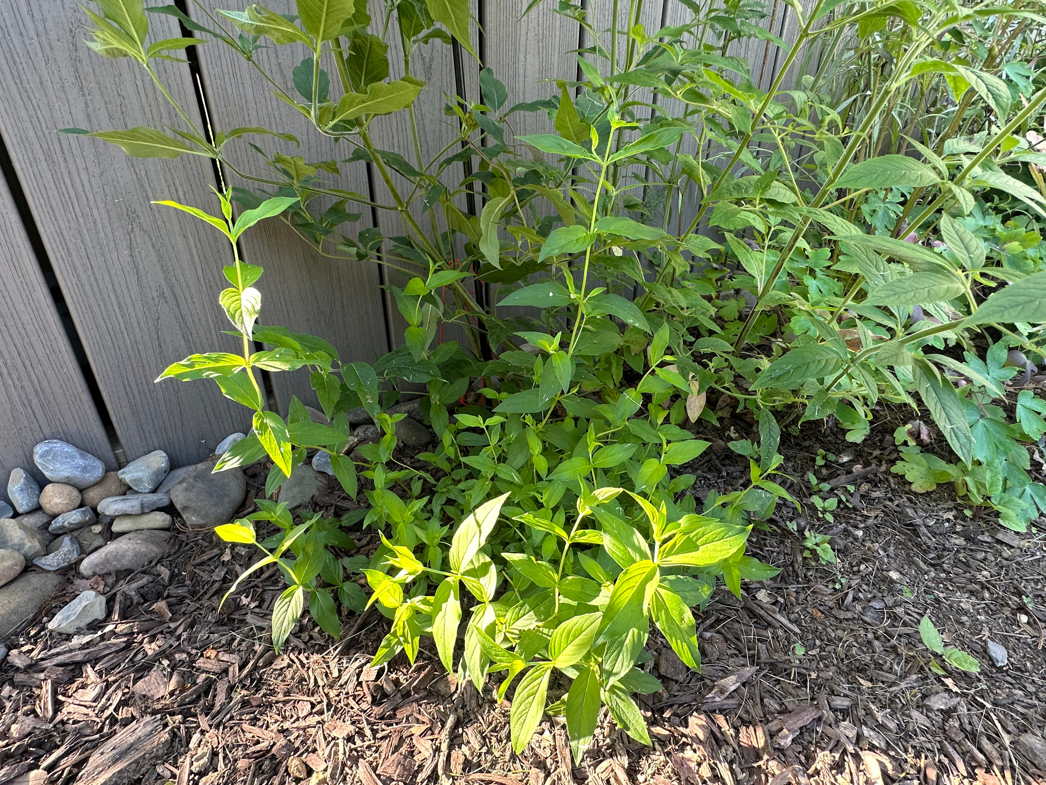 Clustered Mtn Mint